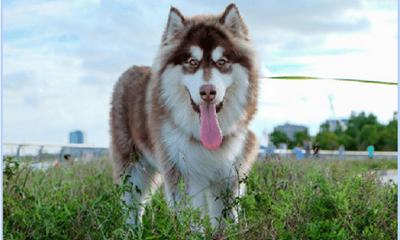 Bệnh care ở chó - Câu chuyện hồi phục thần kỳ của cún con Alaska may mắn