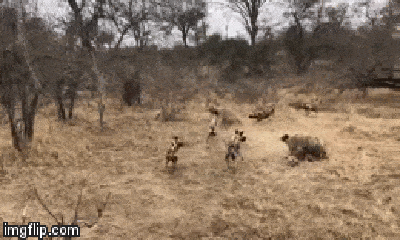 Video: Cuộc đụng độ khốc liệt giữa bầy chó hoang và linh cẩu bên xác con mồi