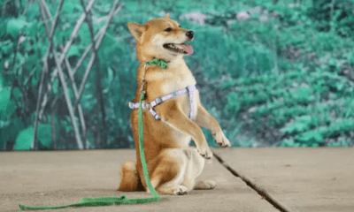 Chú chó Nhật trúng tuyển phim 