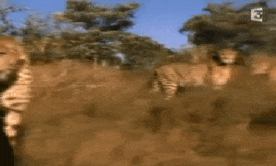 Video: Cô gái trẻ liều lĩnh xông vào giữa đàn báo săn khiến nhiều người không khỏi rùng mình