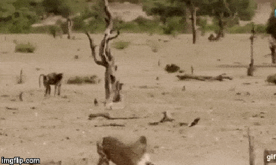Video: Vừa hạ gục linh dương, báo săn bị đối thủ truyền kiếp lao tới 