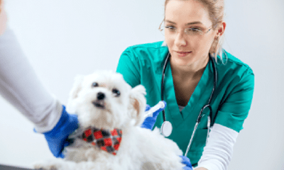 Lắng nghe chuyên gia nói về viêm gan ở chó