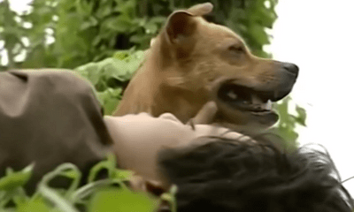 Video: Chú chó Phèn cứu Tư 'Võ Tòng' gây xúc động ở 'Đất phương Nam'