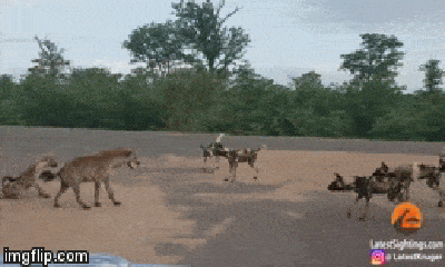 Video: Linh cẩu mẹ quyết chiến với bầy chó hoang để bảo vệ con