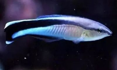 Video: Loài cá kỳ lạ liên tục phun cát để lọc nước biển