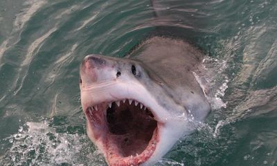 Kinh hoàng cảnh cá mập trắng tấn công ngư dân do sợ mất con mồi
