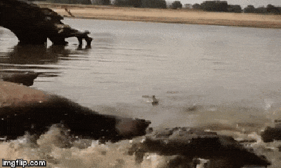 Video: Nhờ quyết định thông minh, bầy khỉ vượt sông đầy cá sấu mà không mất một cọng lông