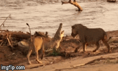 Video: Sư tử cái chạm mặt cá sấu và cái kết bất ngờ 