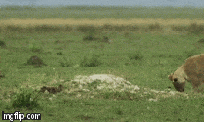 Video: Cận cảnh màn nhào lộn đỉnh cao của sư tử bắt gọn lợn con