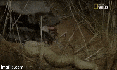 Lửng mật đụng độ rắn phì châu Phi: Kẻ thua phải bỏ mạng, kẻ thắng cũng tê liệt vì trúng độc