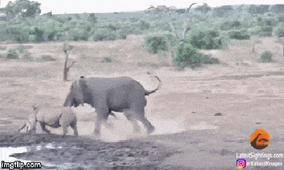 Video: Voi già “đại chiến” tê giác, một bên bị đuổi chạy trối chết, kết quả sẽ ra sao?
