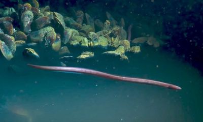 Video: Lươn biển bất ngờ co giật, sốc độc rồi giãy giụa trong hồ nước tử thần