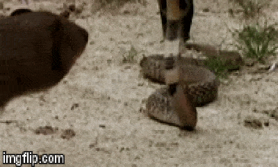 Video: Đại chiến giữa hai kẻ thù truyền kiếp cầy mangut và rắn hổ mang 