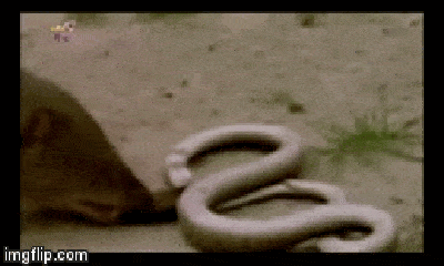 Video: Bị rắn hổ mang tấn công như vũ bão, cầy mangut tung đòn chí mạng giết chết kẻ thù