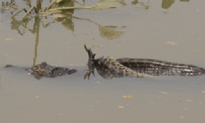 Video: Cận cảnh cuộc đại chiến nghẹt thở giữa trăn và cá sấu