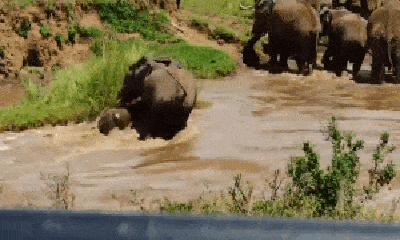 Video: Bị nước cuốn trôi, voi con được cả bầy hợp sức, đưa lên bờ an toàn