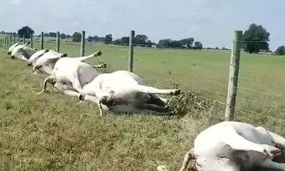 Video: Bị sét đánh trúng, cả đàn bò 23 con chết cứng, nằm la liệt 