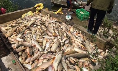Hải Dương: Điều tra vụ hơn 3 tấn cá chết bất thường, nghi bị đầu độc