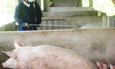 Ninh Thuận: Dịch tả lợn lây lan nhanh, buộc tiêu hủy gần 300 con heo