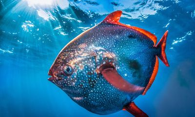  Video: Cận cảnh loài cá máu nóng duy nhất trên thế giới 