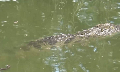 Sự thật thông tin cá sấu lớn nổi đầu trên sông ở Cà Mau