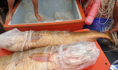 Cà Mau: Ngư dân bắt được cặp cá sủ vàng quý hiếm nặng 70kg