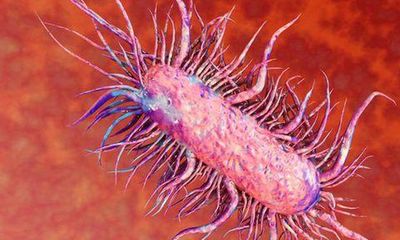 Video: Vi khuẩn 'ăn thịt người' lây nhiễm như thế nào?