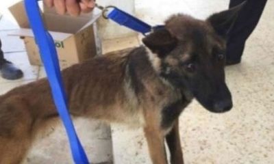 Chó nghiệp vụ Mỹ gửi đến Jordan gầy trơ xương, chết dần vì điều kiện nghèo nàn