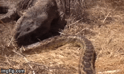 Cuộc chiến sinh tồn: Kỳ đà cắn chặt đuôi rắn chuột rồi từ từ ăn thịt