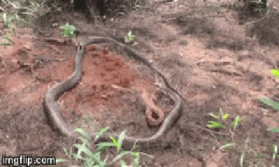 Video: Kỳ đà đụng độ hổ mang chúa khổng lồ giữa rừng sâu, số phận nó sẽ ra sao?