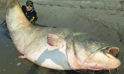 Cận cảnh con cá trê khổng lồ dài 2,67m, nặng gần 127 kg