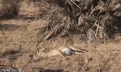 Video: Tưởng đã chết vì báo tấn công, ngờ đâu linh dương hồi sinh và chạy thoát