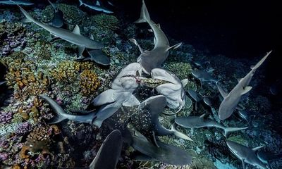 Kinh hãi cảnh 700 con cá mập xé xác đàn cá mú nghìn con trong mùa đẻ trứng