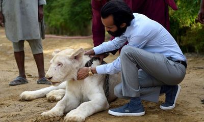 Chán khoe biệt thự, siêu xe, đại gia Pakistan nuôi sư tử như thú cưng sang chảnh