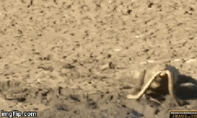 Video: Rắn mamba đen độc nhất thế giới nhận kết cục thê thảm khi đụng độ cả cá sấu và đại bàng