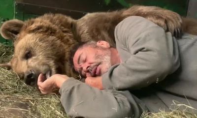 Video: Gấu mồ côi ôm người chăm sóc vào lòng rồi âu yếm trước khi chìm vào giấc ngủ