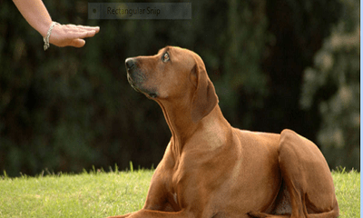 Bệnh viện thú y quốc tế bày cách huấn luyện chó con nghe lời