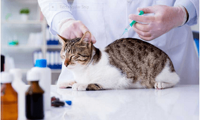 5 lợi ích xét nghiệm sinh hóa máu thú cưng tại bệnh viện thú y Hà Nội