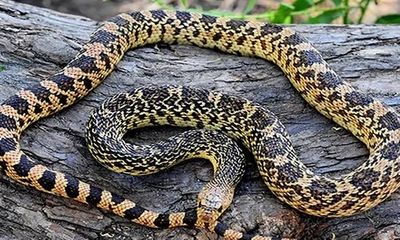 Vẻ ngoài đáng sợ của loài rắn đẻ trứng lớn nhất ở Mỹ