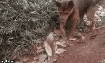 Video: Rắn hổ mang dùng chiêu độc khiến chó nhà không dám lại gần 
