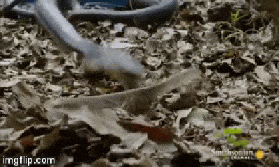 Video: Giỡn mặt với hổ mang chúa, rắn chuột lãnh cú đớp tử thần rồi bị kẻ thù nuốt sống
