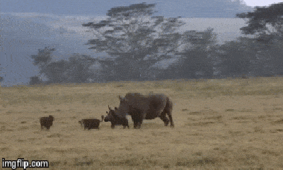 Video: Tê giác mẹ quyết chiến với linh cẩu gian ác để bảo vệ con
