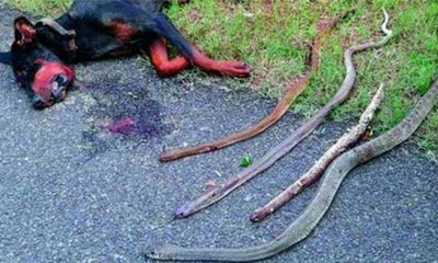 Video: Đàn chó liều chết đối đầu rắn hổ mang để bảo vệ chủ
