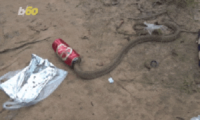 Video: Thót tim cảnh giải cứu rắn độc bị mắc kẹt trong vỏ lon bia