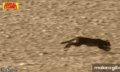 Video: Dại dột đứng một mình, bồ câu bị tay săn mồi lão luyện diệt gọn trong chớp mắt