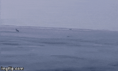 Video: Sửng sốt trước cảnh tượng hàng trăm con cá heo trên vùng biển Quảng Nam