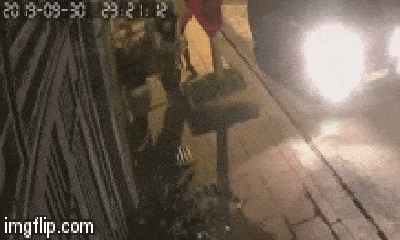 Video: Người đàn ông đi xế hộp thản nhiên trộm chậu hoa sứ giữa đêm