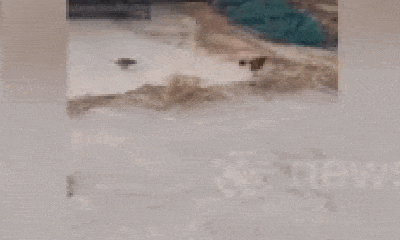 Video: Ngược đời cảnh chuột hung hăng rượt đuổi mèo chạy té khói