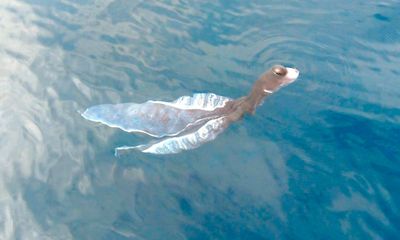 Sự thật sinh vật bị đồn là “thủy quái” xuất hiện ở đảo Phú Quý chỉ là con mực