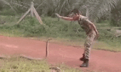Video: Binh sĩ lục quân thôi miên rắn độc và cái kết đầy bất ngờ